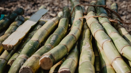 Sugarcane fiber